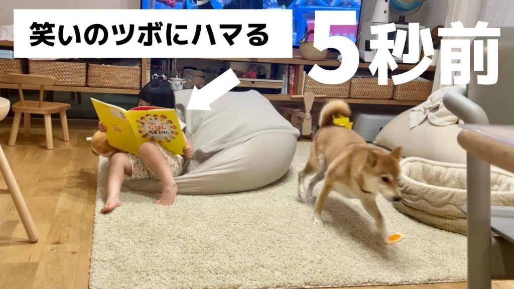 荒ぶる柴犬が笑いのツボにハマってしまった3歳児