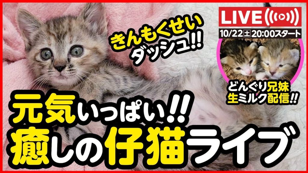 【🔴ライブ配信】生ミルク配信 & 癒しの仔猫ライブ【卒園報告もあるよ】