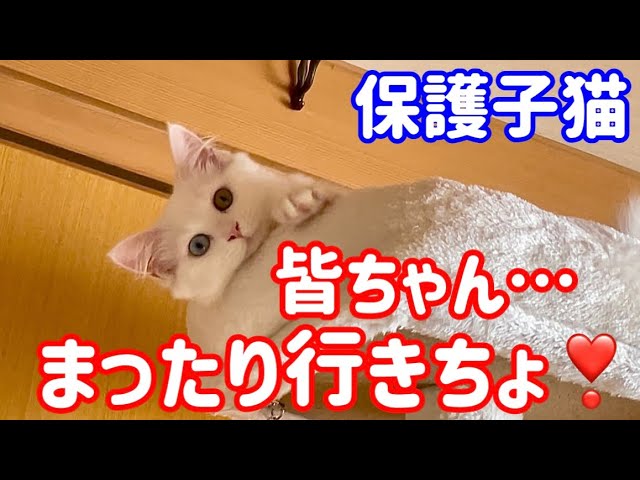 【野良子猫保護】疲れを吹き飛ばしてくれる癒しの子猫