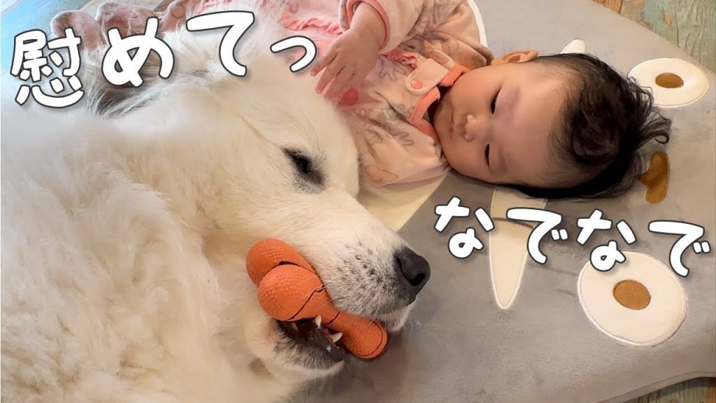 【癒して！】怒っていた超大型犬をご機嫌にさせた生後5ヶ月の妹がすごいw｜グレートピレニーズ