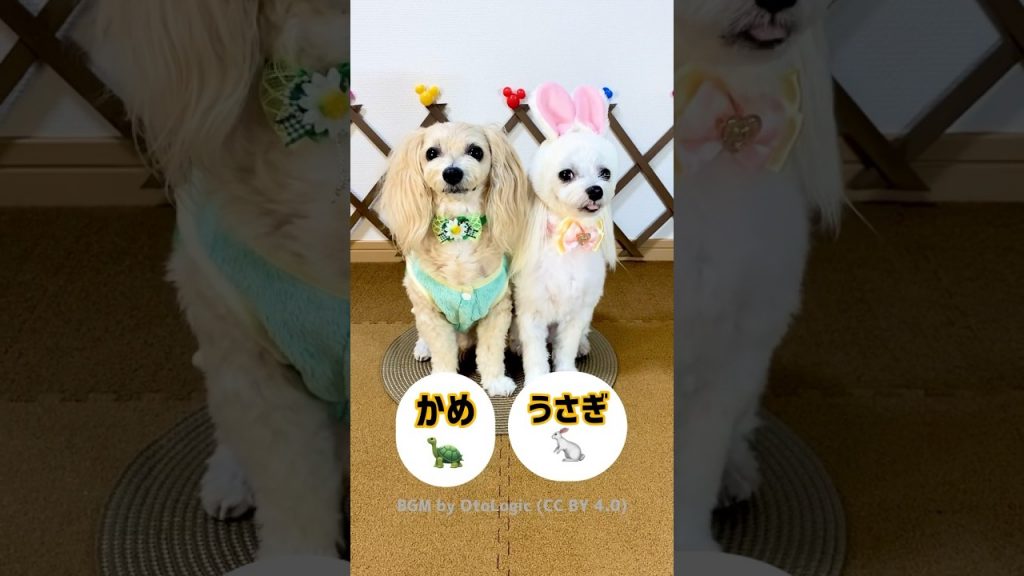 【犬のうさぎとかめ】じゃなかったぁ〜😆✨ #shorts #犬  #癒し #ペット #fairytale #dog