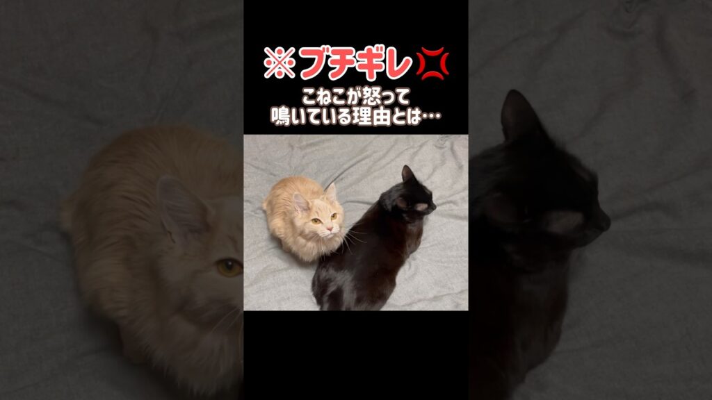 【ブチギレ】こねこが怒っている理由とは…