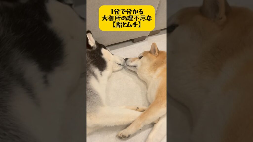 【柴×ハスキー】1分で分かる大御所の理不尽な飴とムチ #シベリアンハスキー #柴犬 #おもしろ #癒し #youtubeshorts #shortvideo #dog #short