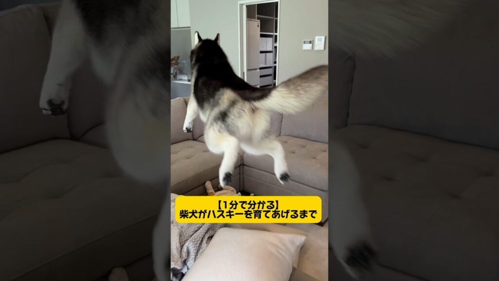 【柴犬がハスキーを育て上げるまで〜】1分に詰め込んじゃいました #シベリアンハスキー #柴犬 #shortvideo #youtubeshorts #dog #癒し #short