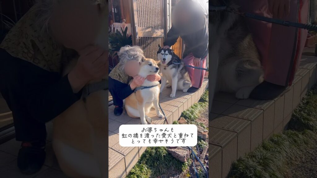 【おばぁちゃんと柴×ハスキー】導かれるような絆#柴犬 #シベリアンハスキー #dog #おばあちゃん #癒し#shortvideo #short #youtubeshorts