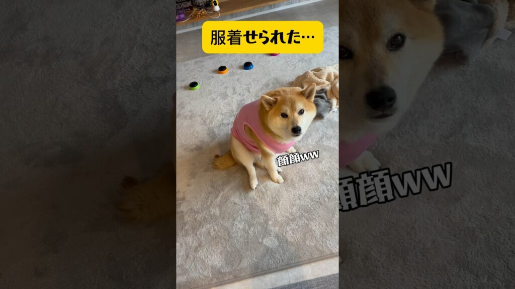 【嫌いな服を着せられてこの顔😑】そして🐷からの▶︎おやつ一択‼️#柴犬#おもしろ #癒し#youtubeshorts #shortvideo #short