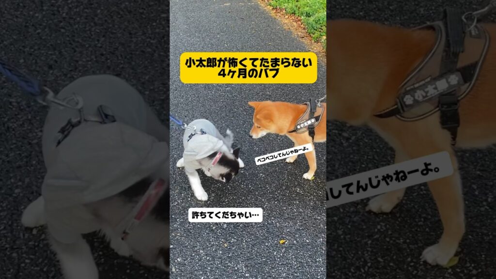 【柴犬がハスキーに心を許すまで】 大御所の心友・小太郎#シベリアンハスキー #柴犬#癒し #youtubeshorts #short