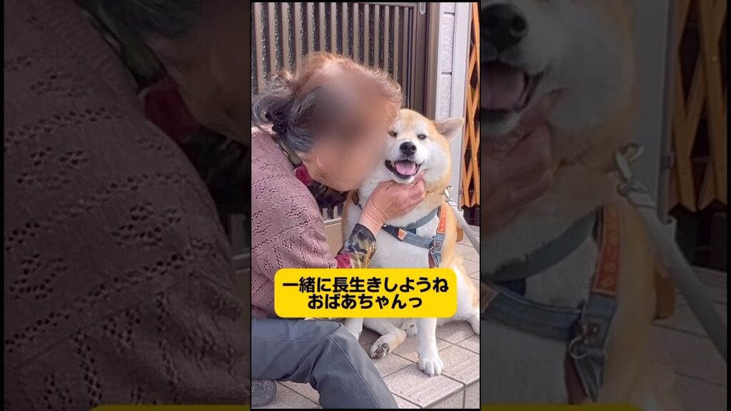 【セラピー犬】ご近所のおばあちゃんを毎日癒しに行くもちごめ兄弟👬長生きしてね🍀 #シベリアンハスキー #柴犬#癒しに#セラピー犬 #shortvideo #short #youtube