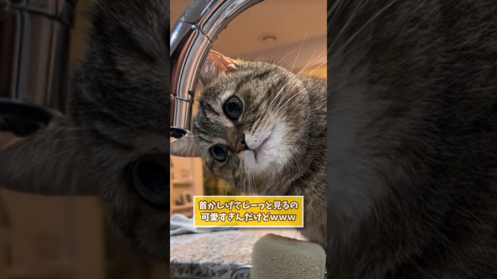 ネコの動画見てニヤけたら負けwww #動物 #ねこ #猫 #可愛い #癒し #2ch動物スレ #2ch