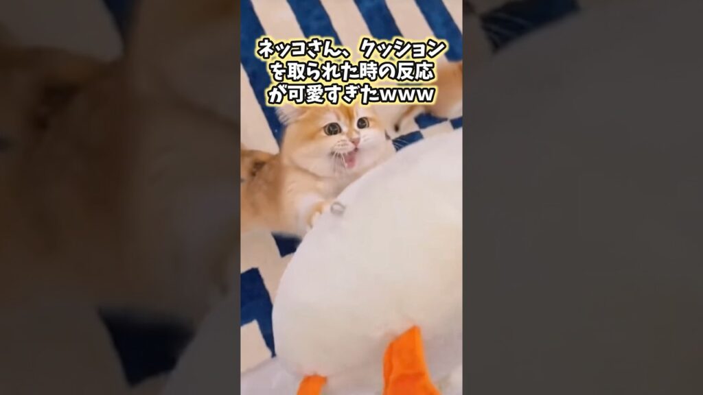 ネッコの動画見てニヤけたら負けwww #猫 #猫のいる暮らし #猫動画 #かわいい #癒し #ペット #2ch動物スレ