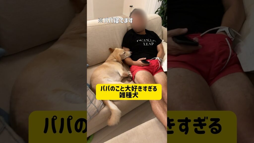 パパのこと大好きすぎて一緒に添い寝してたい雑種犬 #元保護犬 #雑種犬 #添い寝