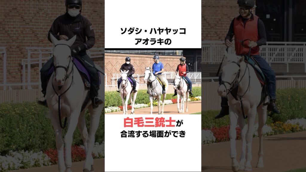 アオラキの面白い雑学#競馬#癒し