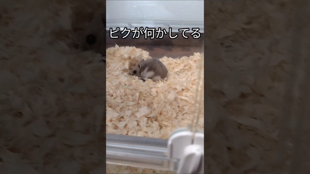 ハムスターが作ったもの（ピク）#ハムスター#可愛い#癒し#hamsters h#cute#かわいい