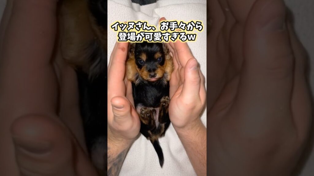 イッヌの動画見てニヤけたら負けwww #犬 #犬のいる暮らし #いぬ #ペット #かわいい #癒し #2ch動物スレ