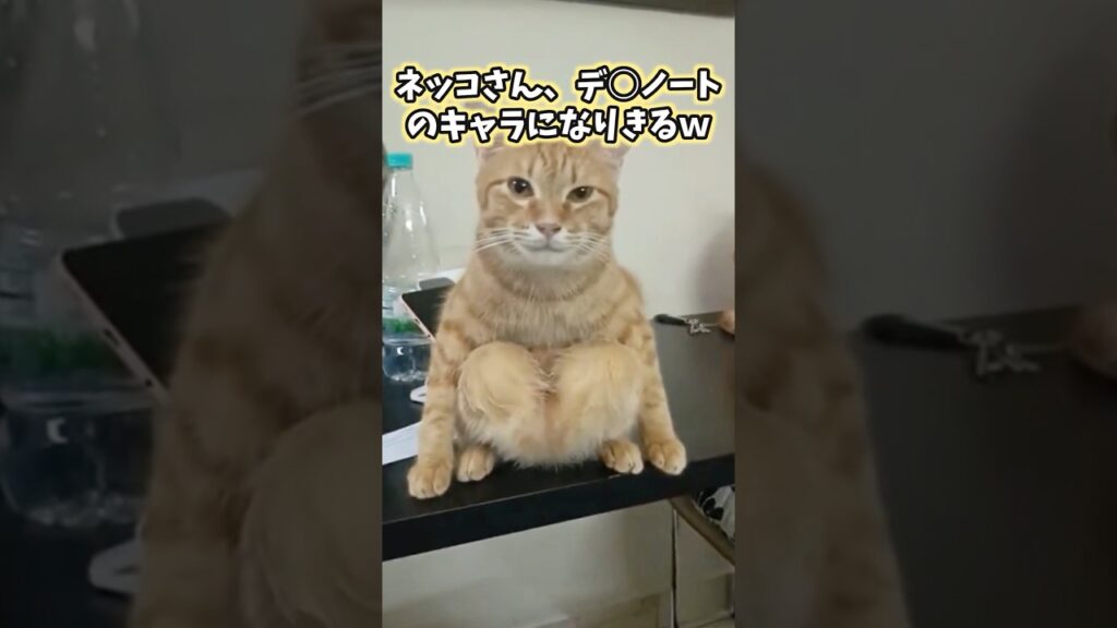 ネッコの動画見てニヤけたら負けwww #猫 #猫のいる暮らし #猫動画 #ねこ #かわいい #癒し #2ch動物スレ