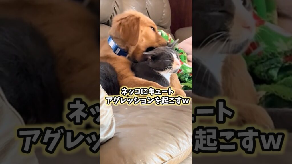 イッヌの可愛すぎて口角上がる動画まとめw #犬 #いぬ #犬のいる暮らし #かわいい #癒し #ペット #2ch動物スレ