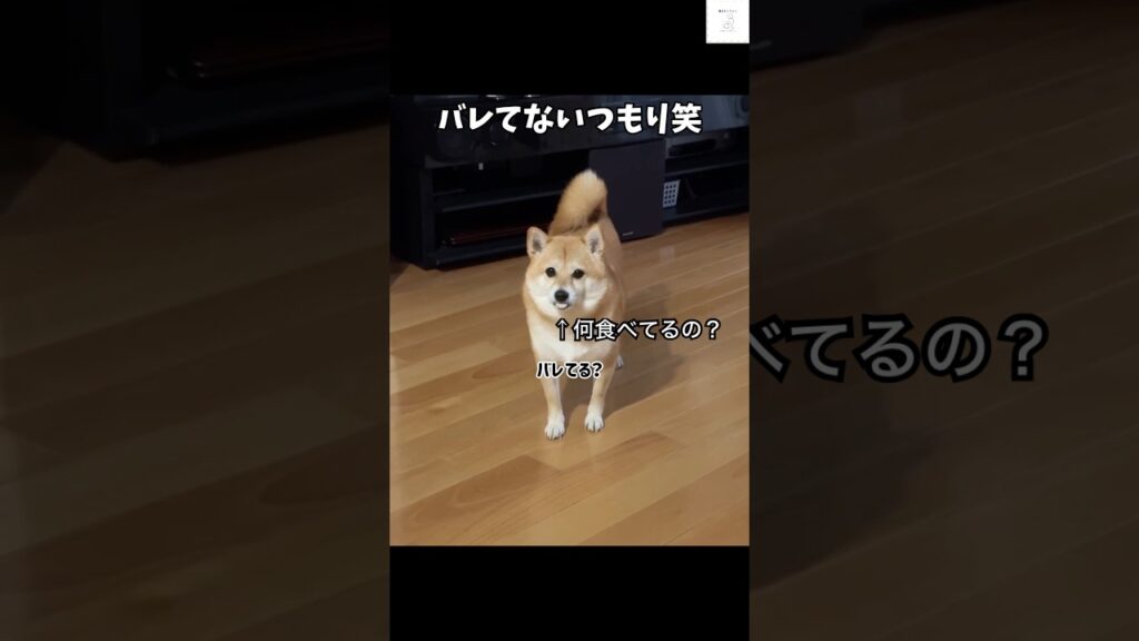 バレバレだよ‼️柴犬の反応がかわいい　#柴犬　#犬　#かわいい  #癒し　#おもしろ