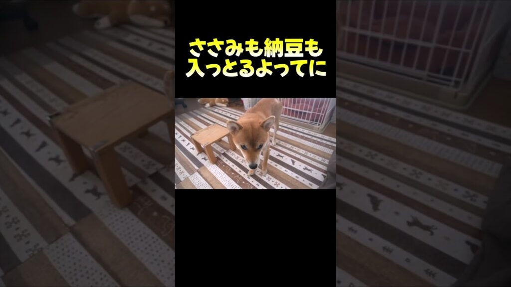 ご馳走だと上手に待てる #癒し #shiba #犬のいる生活 #shorts