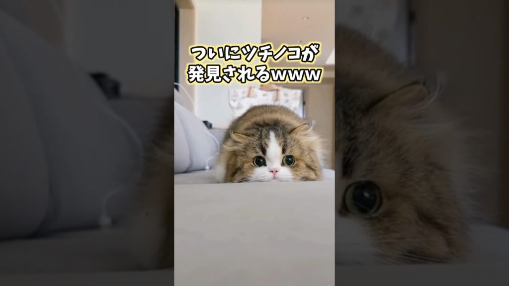 ネッコの動画見てニヤけたら負けwww #猫 #猫動画 #猫のいる暮らし #ペット #癒し #かわいい #2ch動物スレ