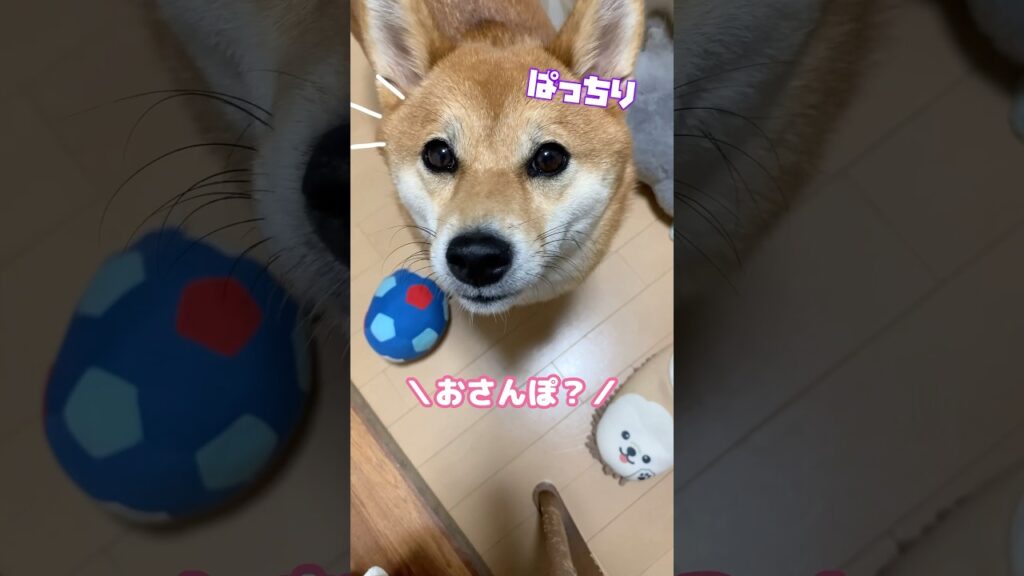 ご飯よりお散歩だワン🐕💕飼い主の言葉で表情が変わりすぎる柴わんこ #お散歩 #癒し #柴犬  #柴犬のいる暮らし #柴犬SAKURA #日本犬 #Shiba Inu #short #shorts