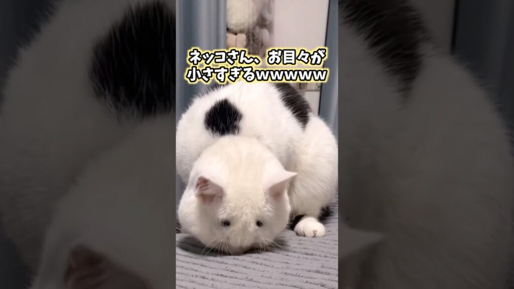 ネッコの動画見てニヤけたら負けwww #猫 #猫のいる暮らし #猫動画 #ねこ #かわいい #癒し #2ch動物スレ