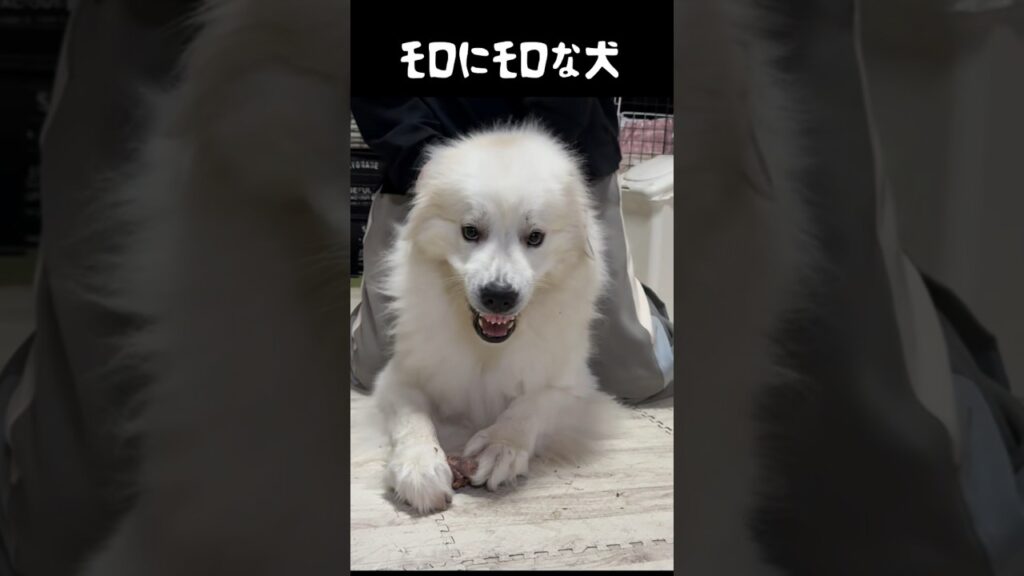 絶対、黙れ小僧って言ってる愛犬　#グレートピレニーズ #greatpyrenees #ゴールデンレトリバー #癒し #犬のいる生活 #パーニーズ #愛犬 #大型犬パピー #可愛い #グーニーズ