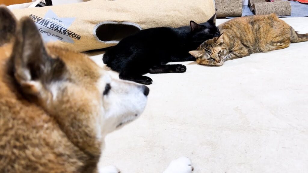 子ども猫たちの癒し空間を柴犬が見守っているとこうなりました