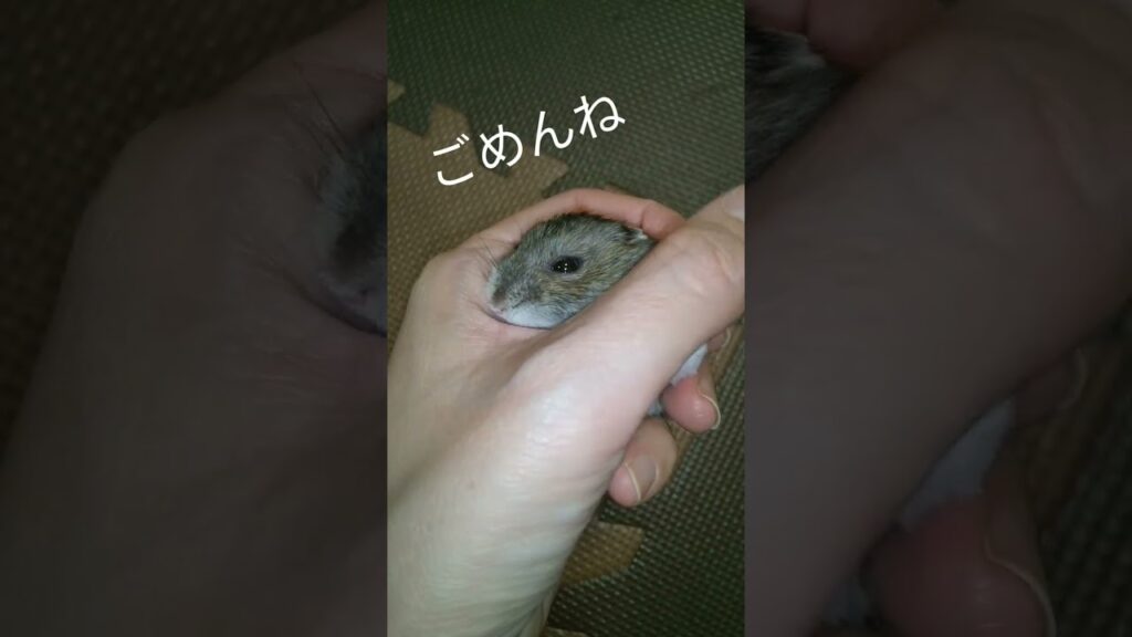 寝かしつけたので床に置いてみた③　ハムスター　#可愛い　#癒やし　#ジャンガリアンハムスター #cute hamster　#ハムスター