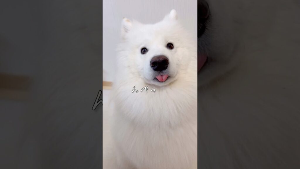 キッチン横の可愛い誘惑 #サモエド #samoyed #癒し動画