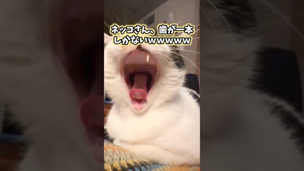 ネッコの動画見てニヤけたら負けwww #猫のいる暮らし #猫 #猫動画 #ねこ #かわいい #癒し #ペット #2ch動物スレ