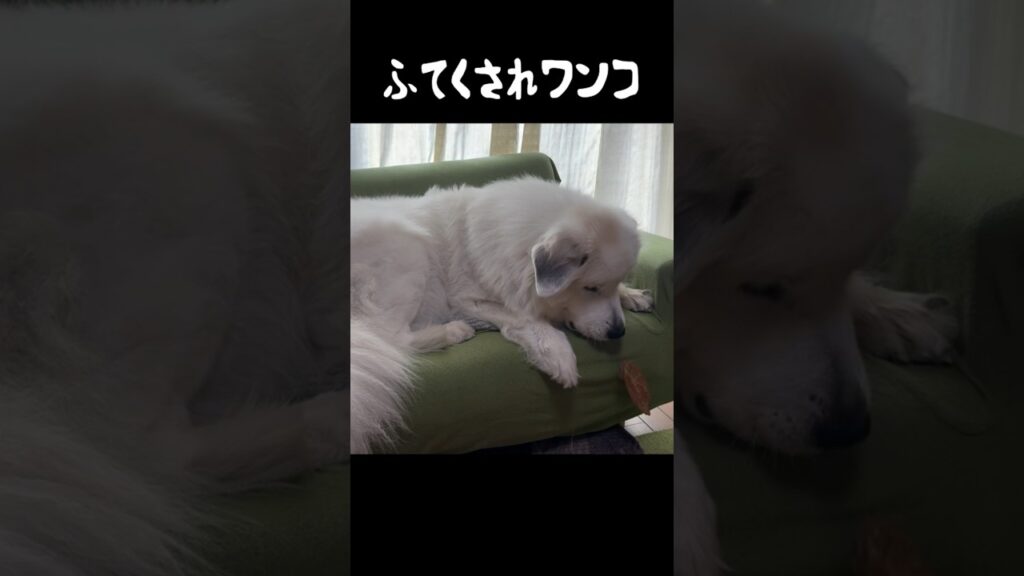 おやつから5秒で不貞腐れる愛犬　#グレートピレニーズ #greatpyrenees #ゴールデンレトリバー #癒し #愛犬 #パーニーズ #犬のいる生活 #大型犬パピー #可愛い #グーニーズ