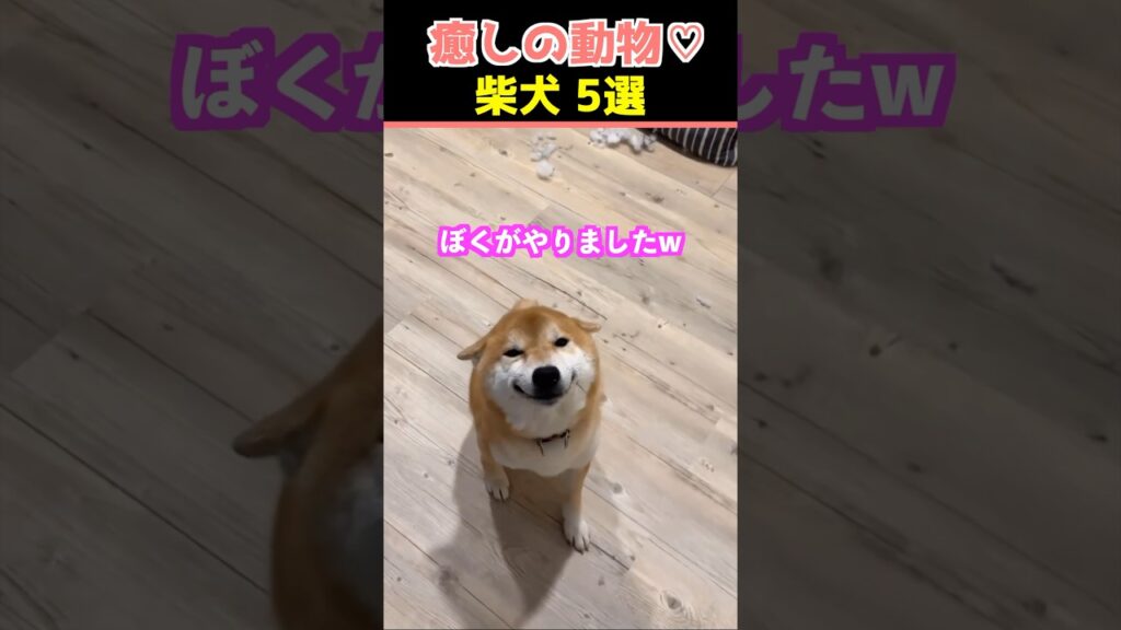 【癒しの柴犬】SNSでバズった動物かわいい犬動画５選！【Healing Shiba Inu】5 Cute Dog Videos That Went Viral on Social Media!