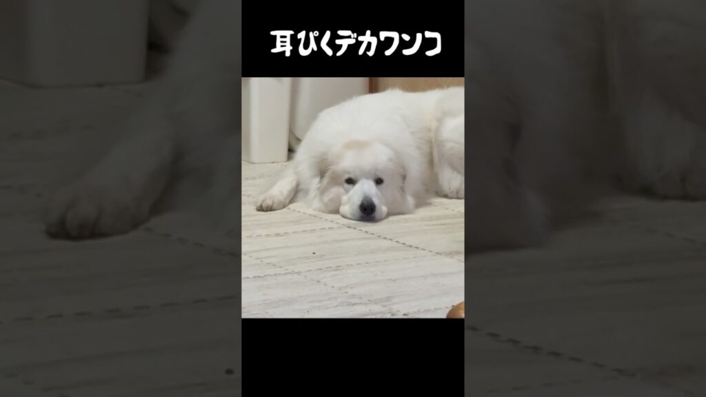 愛犬のタレ耳がピクッとしちゃう瞬間　#グレートピレニーズ #greatpyrenees #癒し #puppy #パーニーズ #可愛い #大型犬パピー #愛犬 #犬のいる生活