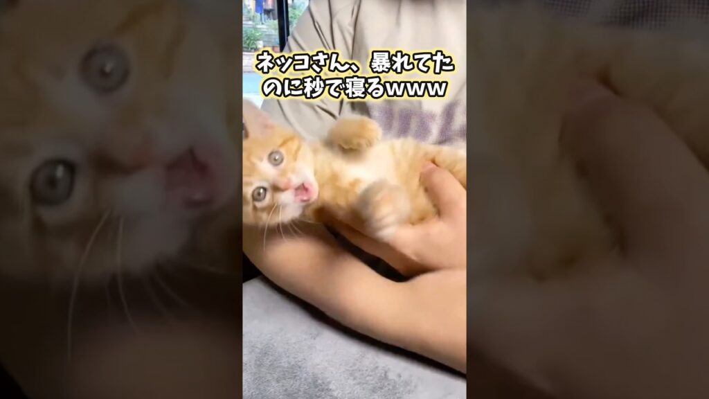 ネッコの動画見てニヤけたら負けwww #猫 #猫のいる暮らし #猫動画 #ねこ #かわいい #癒し #2ch動物スレ