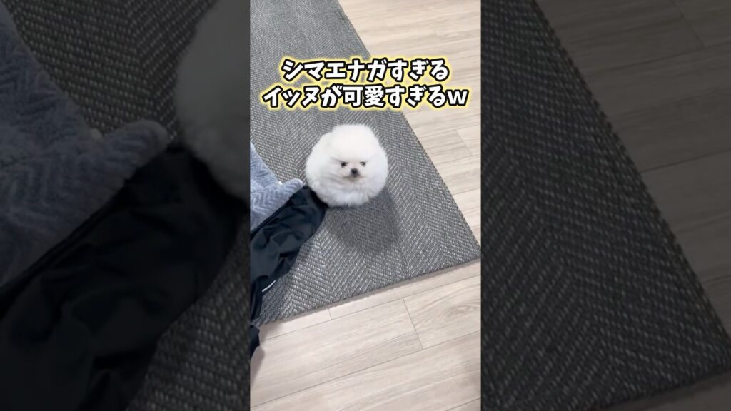 イッヌの動画見てニヤけたら負けwww #犬 #犬のいる暮らし #いぬ #かわいい #癒し #ペット #2ch動物スレ