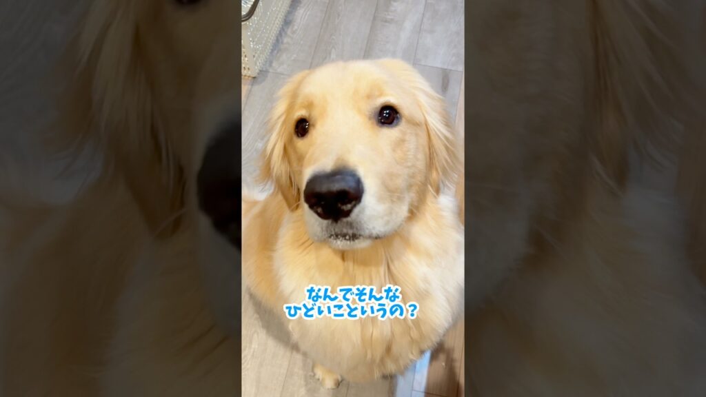 いつでも見てるからね#dog #ゴールデンレトリバー #ゴルパピ  #子犬 #犬のいる生活 #癒し