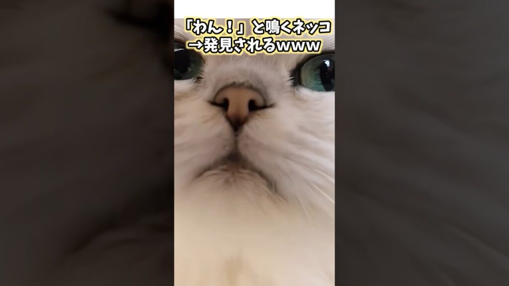 ネッコの動画見てニヤけたら負けwww #猫 #猫動画 #ねこ #猫のいる暮らし #かわいい #癒し #2ch動物スレ