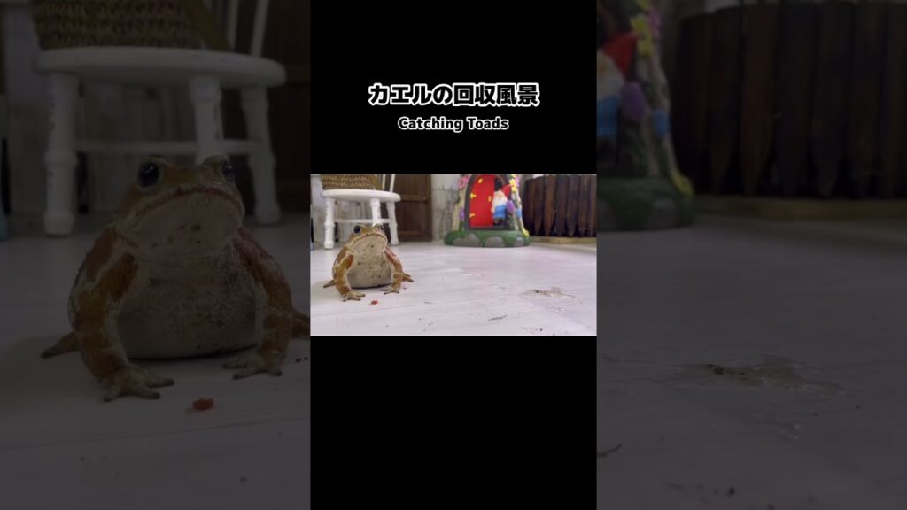 本日のカエルの回収風景です #カエル #癒し #animals #toad