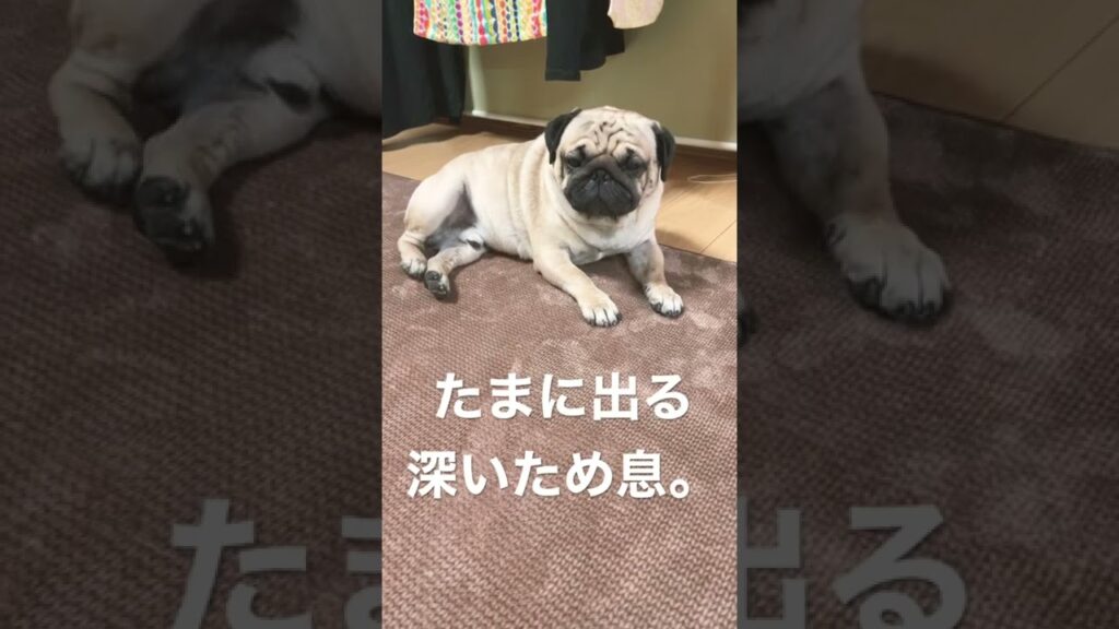 【パグ】人間みたいなため息。#パグ #pug #日常 #shorts  #癒し