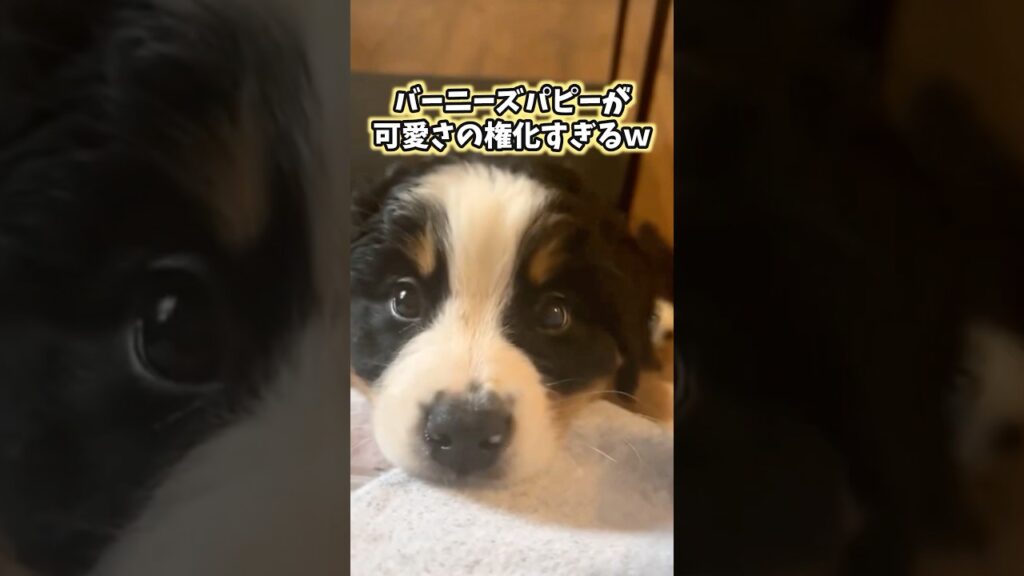 犬の動画見てニヤけたら負けwww #犬 #いぬ #サモエド #犬のいる暮らし #かわいい #癒し #2ch動物スレ