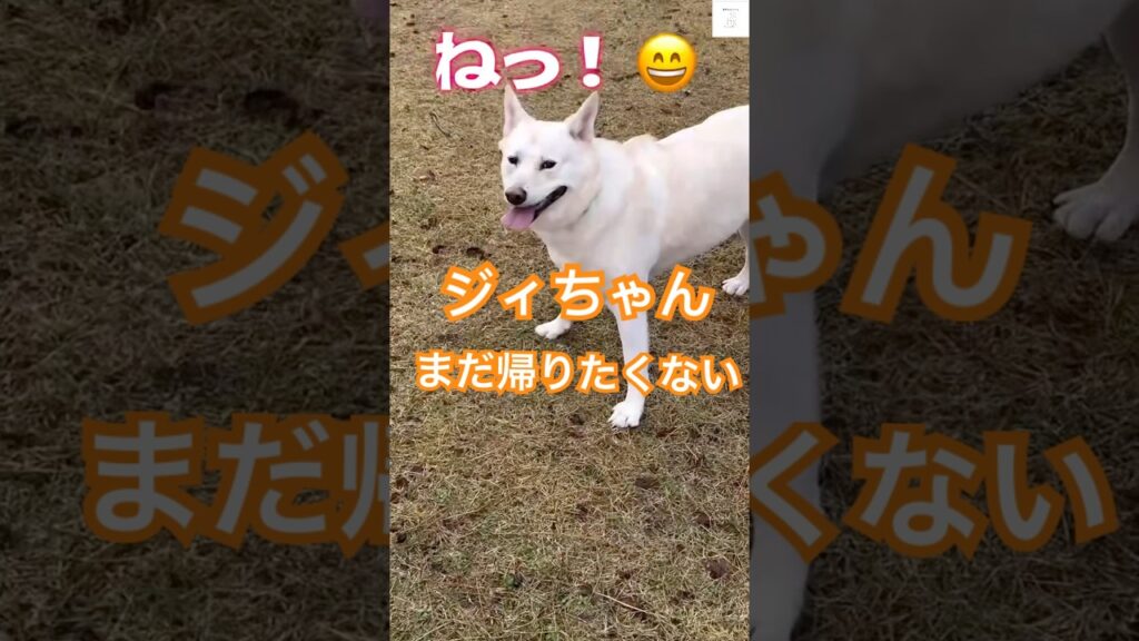 帰りたいジィちゃん&遊びたいきなこ🐶　#保護犬　#犬　#かわいい犬 #犬のいる暮らし #癒し