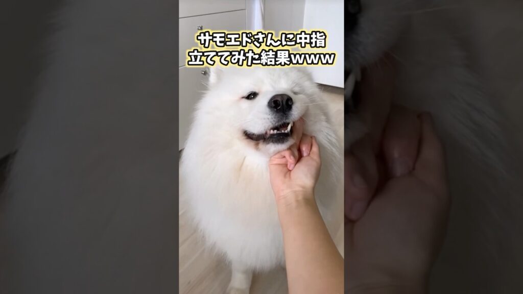 イッヌの動画見てニヤけたら負けwww #犬 #サモエド #犬のいる暮らし #いぬ #かわいい #癒し #2ch動物スレ