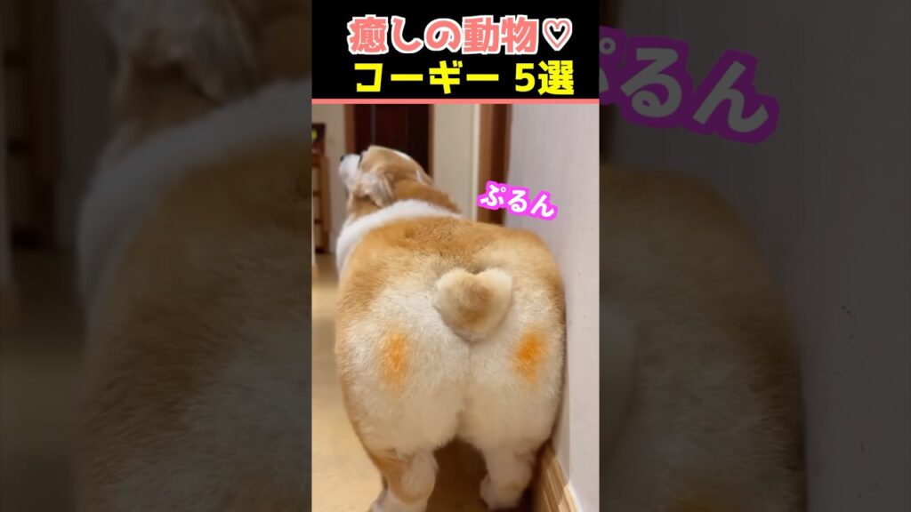 【癒しのコーギー】SNSでバズった動物かわいい犬動画５選！【Healing Corgis】 5 Adorable Dog Videos That Went Viral on Social Media!