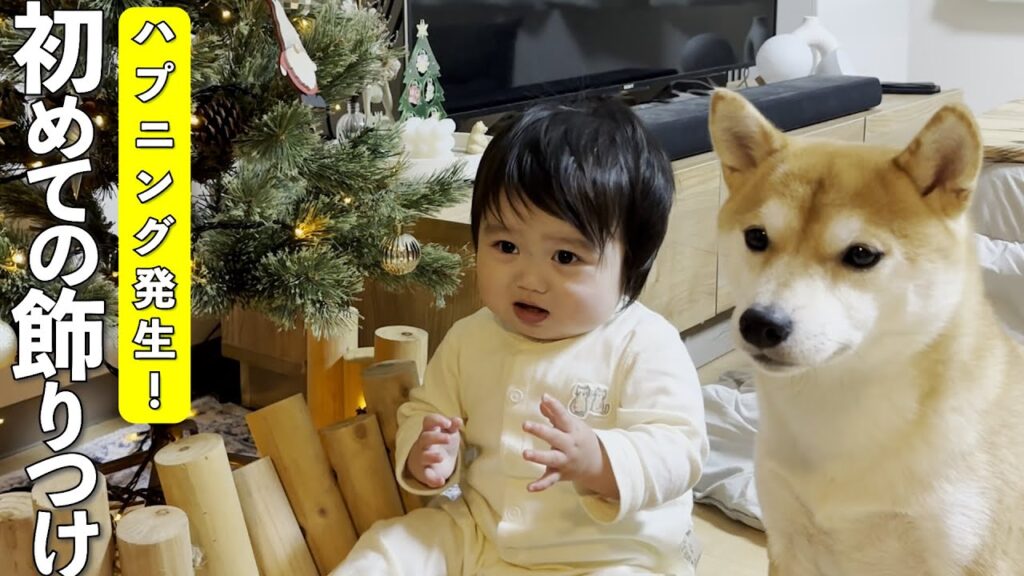 笑いと癒しが止まらない！柴犬と１歳児が挑む初めての飾りつけ