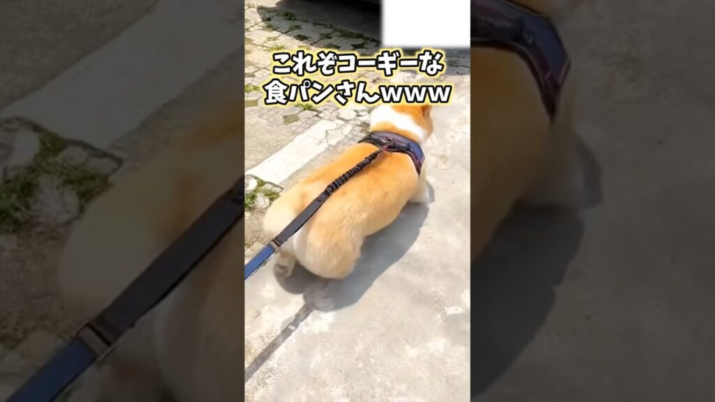 コーギーの動画見てニヤけたら負けwww #コーギー #犬 #犬のいる暮らし #いぬ #かわいい #癒し #2ch動物スレ