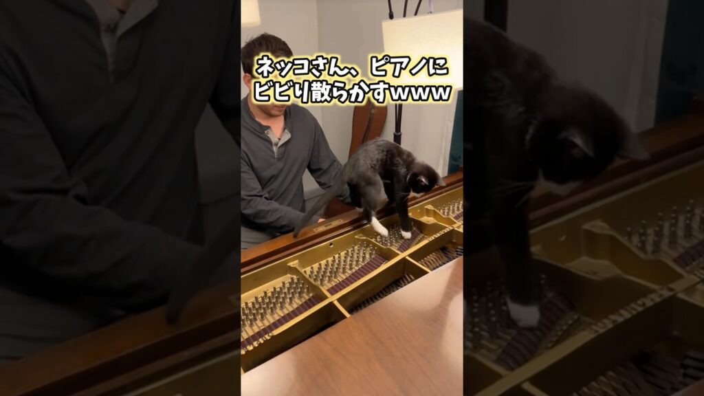 ネッコの動画見てニヤけたら負けwww #猫 #猫のいる暮らし #猫動画 #ねこ #かわいい #癒し #2ch動物スレ