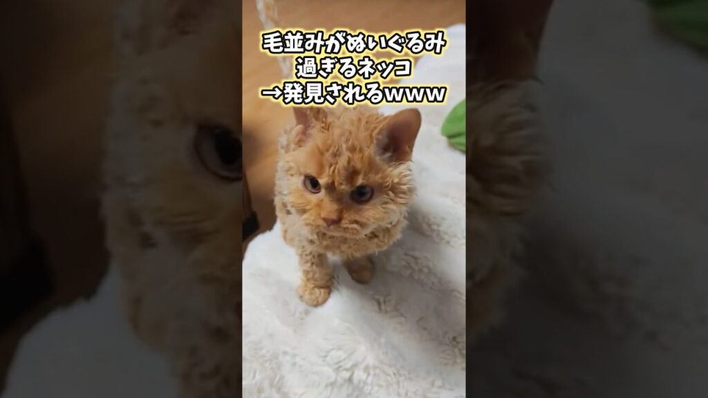 ネッコの動画見てニヤけたら負けwww #猫 #猫動画 #猫のいる暮らし #ねこ #かわいい #癒し #2ch動物スレ