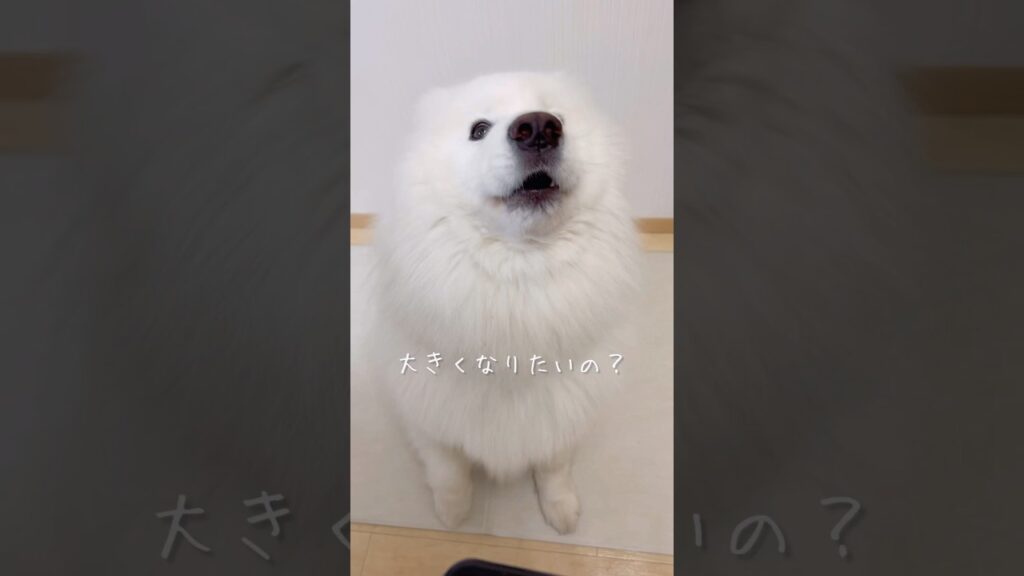 キッチン横の可愛い誘惑(成長期) #サモエド #samoyed #癒し動画