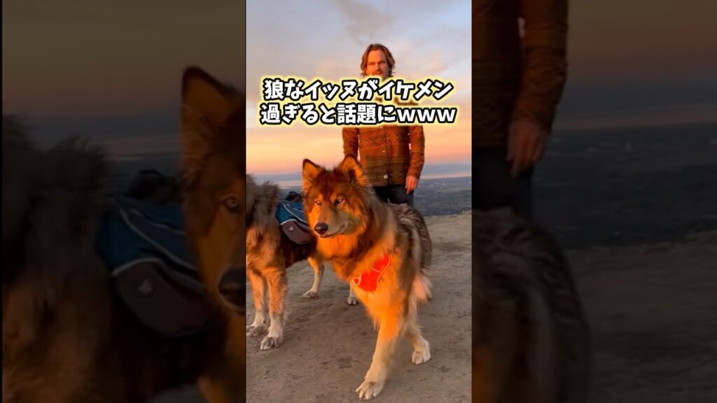 イッヌの動画見てニヤけたら負けwww #犬 #犬のいる暮らし #いぬ #ゴールデンレトリバー #かわいい #癒し #2ch動物スレ