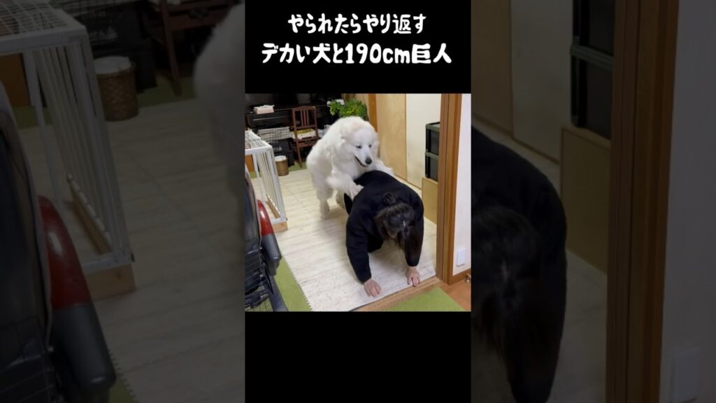 やられたらやり返す愛犬と飼い主　#グレートピレニーズ #greatpyrenees #癒し #グレートデン #puppy #愛犬 #犬のいる生活 #大型犬 #ペキニーズ #パーニーズ